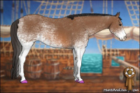 Horse Color:White Spotted Bay 