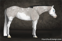 Horse Color:Brown Ice Roan Dun Splash Rabicano 