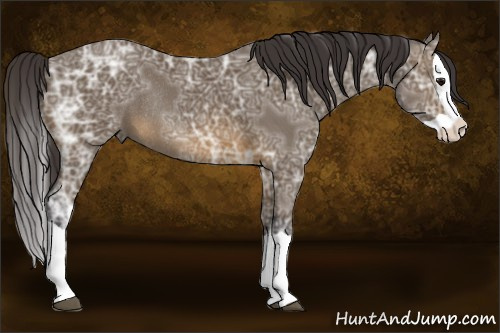 Horse Color: Buckskin Ice Splash Rabicano 
