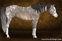 Horse Color:Buckskin Ice Splash Rabicano