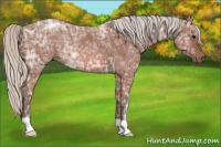 Horse Color:Silver Bay Ice Roan Rabicano
