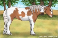 Horse Color:Silver Bay Tobiano Frame 