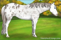 Horse Color:Smoky Grullo Ice Sabino Splash Appaloosa 