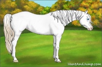 Horse Color:Red Roan Splash Appaloosa 