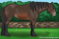 Horse Color:Brown Splash Frame 