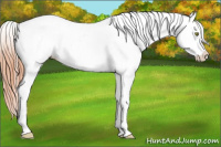 Horse Color:Amber Champagne Appaloosa 