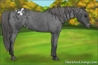 Horse Color:Black Appaloosa Rabicano 