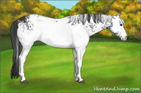 Horse Color:White Spotted Black 