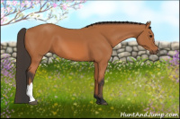 Horse Color:Bay 