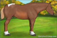 Horse Color:Liver Chestnut Tobiano