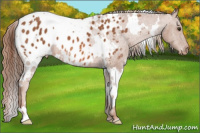 Horse Color:White Spotted Liver Chestnut Appaloosa 