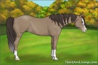 Horse Color:Classic Champagne Splash