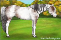 Horse Color:White Spotted Bay 