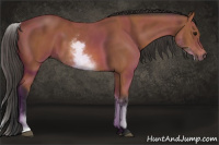 Horse Color:White Spotted Bay 