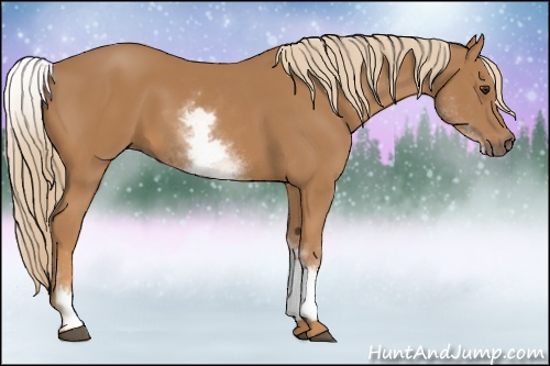 Horse Color: White Spotted Chestnut 