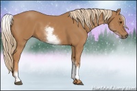 Horse Color:White Spotted Chestnut 