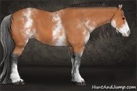 Horse Color:White Spotted Bay 