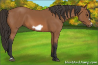 Horse Color:Bay Frame 