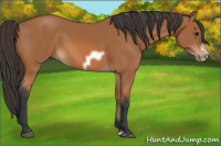 Horse Color:Bay Frame 