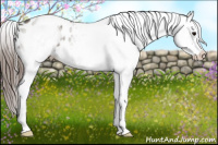 Horse Color:White Spotted Grullo Appaloosa