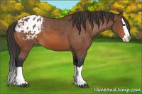 Horse Color:Bay Splash Appaloosa 