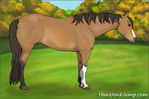 Horse Color: Buckskin 