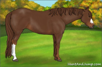 Horse Color:Gray Chestnut 
