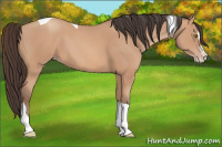 Horse Color:Amber Champagne Splash Tobiano 
