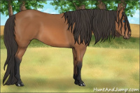 Horse Color:Bay Frame 