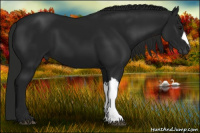 Horse Color:Gray Black 