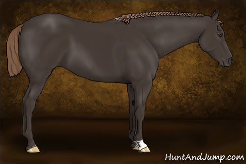 Horse Color: Liver Chestnut 