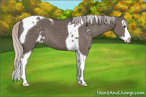 Horse Color: Unknown 