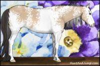 Horse Color:White Spotted Bay Dun