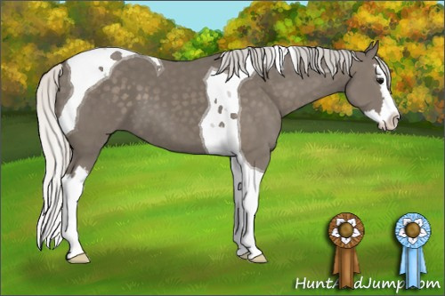 Horse Color: Unknown 