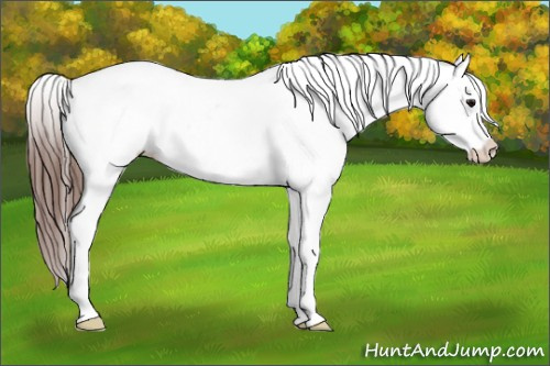 Horse Color: Bay Splash Blanket 