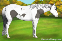 Horse Color:Grullo Splash Tobiano 