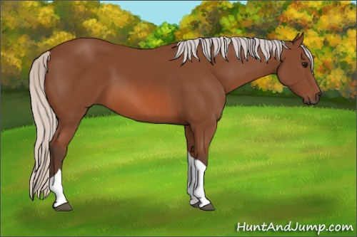 Horse Color: Unknown 