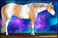 Horse Color:White Spotted Palomino Roan 