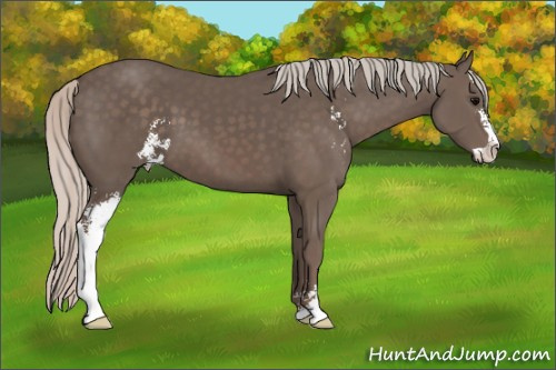 Horse Color: Unknown 