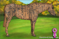 Horse Color:Black  Brindle