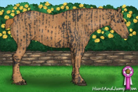 Horse Color:Black  Brindle