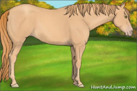 Horse Color:Gold Champagne