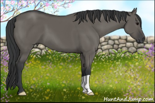 Horse Color: Grullo 