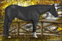 Horse Color:Brown 