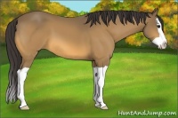 Horse Color:Buckskin Splash 