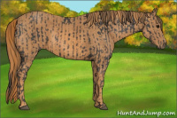 Horse Color:Black  Brindle