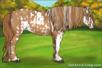 Horse Color:Black Appaloosa  Brindle