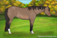 Horse Color:Bay Dun