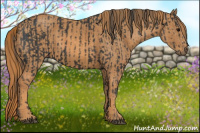 Horse Color:Black  Brindle