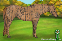 Horse Color:Black  Brindle